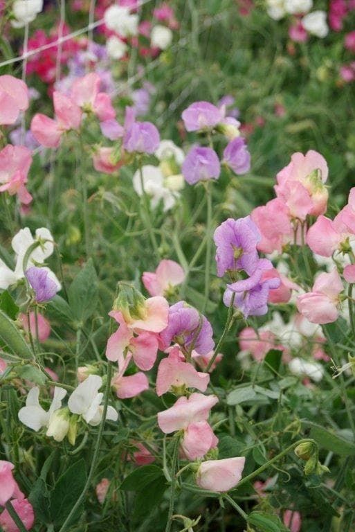 Sweet Pea Mammoth Pastel Mix Seeds