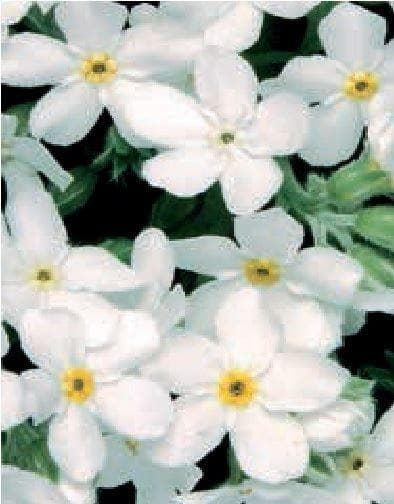 Forget Me Not Myosotis Sylvia White Seeds