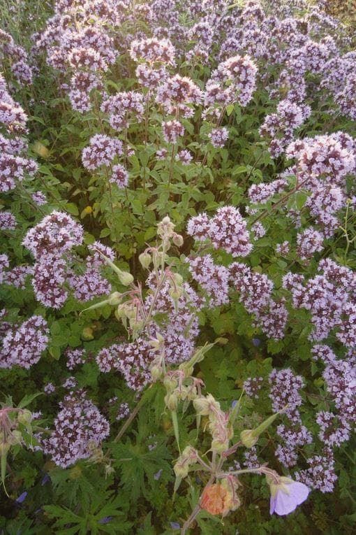 Wild Flower Wild Marjoram Origanum vulgare Seeds
