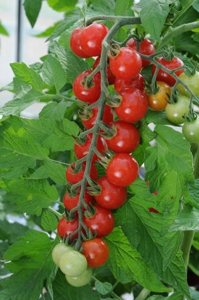 Tomato Sweet Aperitif Seeds