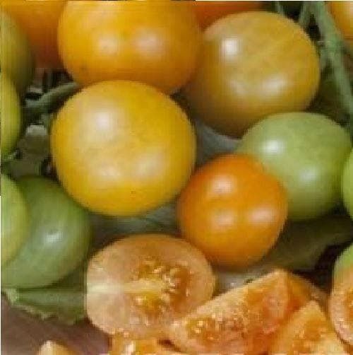Tomato Orange Berry Seeds