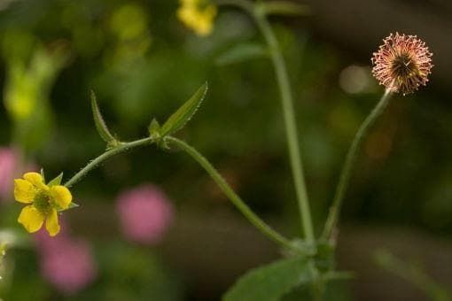 Wild Flower Wood Avens Geum urbanum Seeds