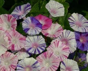 Ipomoea Purpurea Carnevale di Venezia Seeds