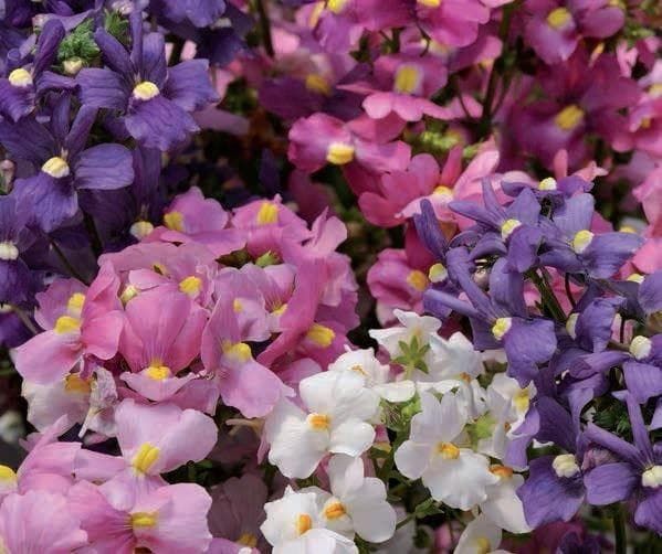 Nemesia Poetry Mixed Seeds