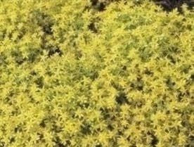 Sedum acre - Common Stonecrop Seeds