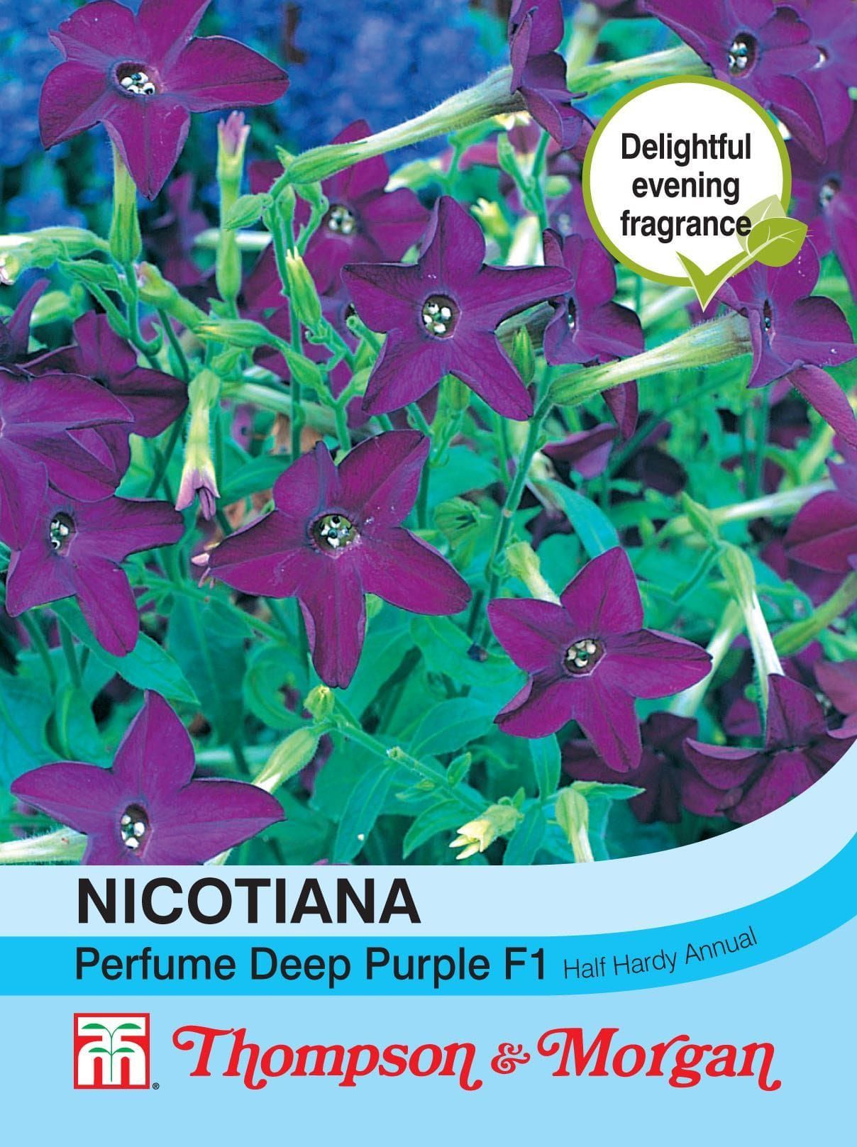 Thompson & Morgan Nicotiana Perfume Deep Purple Seed