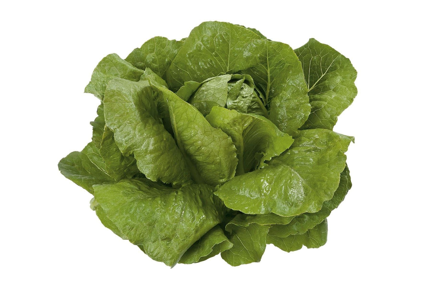 Organic - Lettuce Cos Victorinus RZ (41 - 34) Seeds