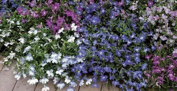 Lobelia Bedding Riviera Mix Seeds