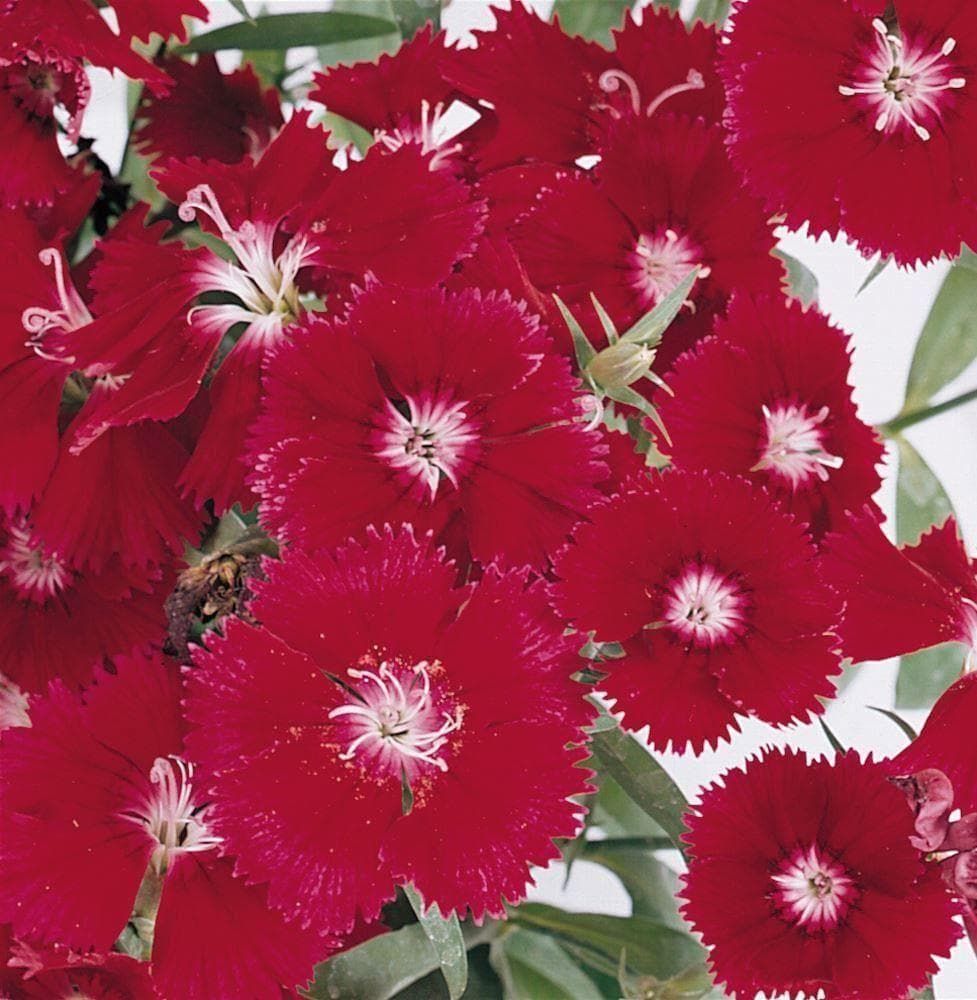 Dianthus Festival Deep Red F1 Hybrid Seeds