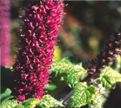 Teucrium Hircanicum Seeds