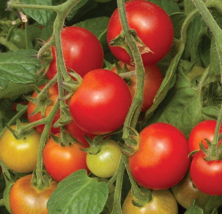 Tomato Cherry Falls Seeds