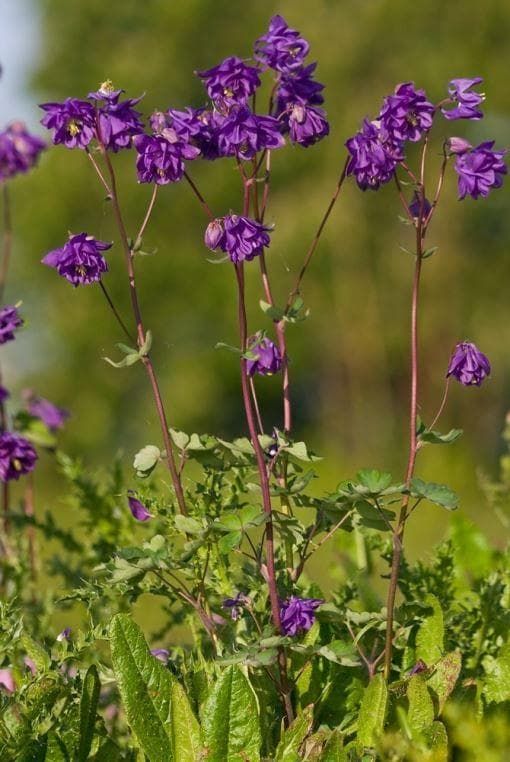 Wild Flower Columbine Aquilegia vulgaris Seeds