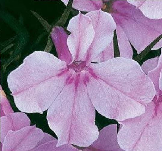 Lobelia Bedding Riviera Lilac Seeds