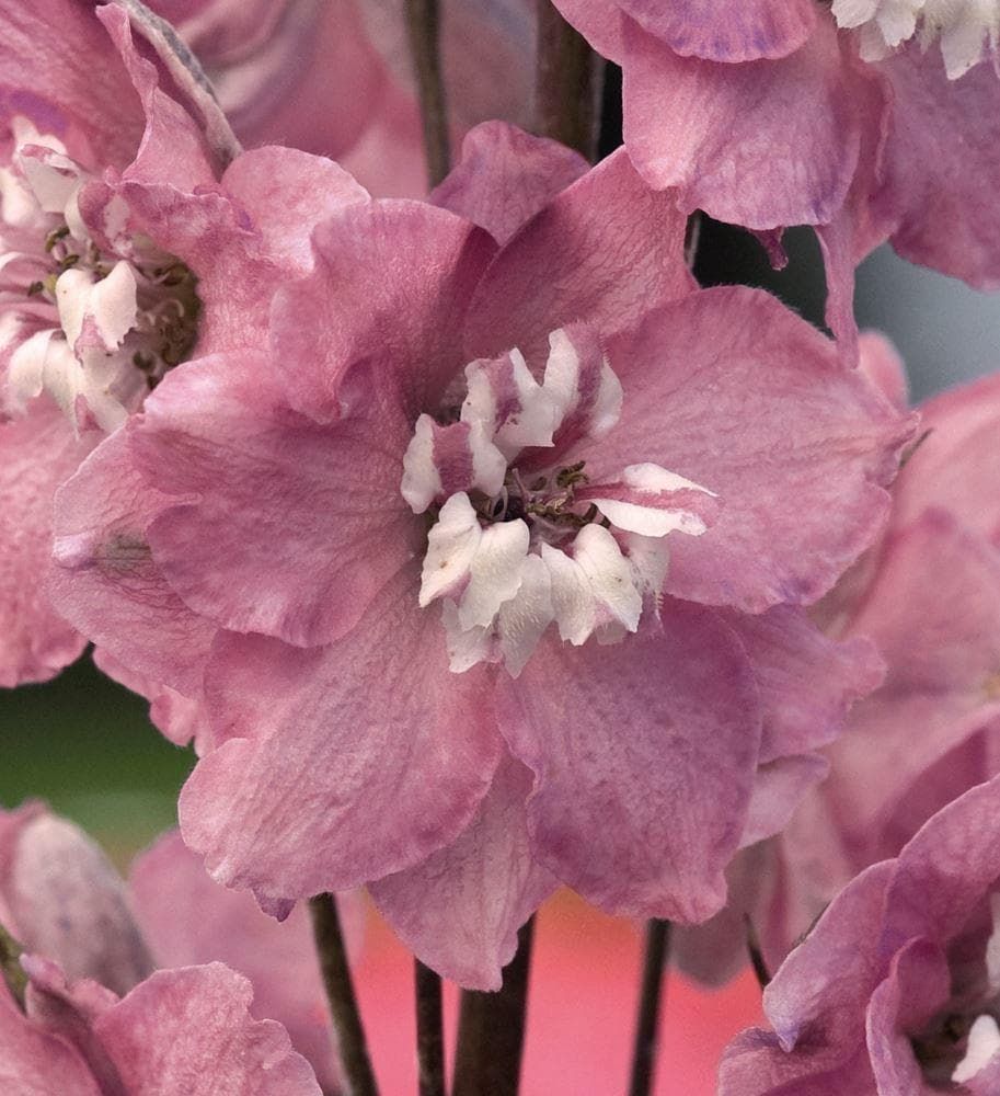 Delphinium Magic Fountains Cherry Blossom White Bee Seeds