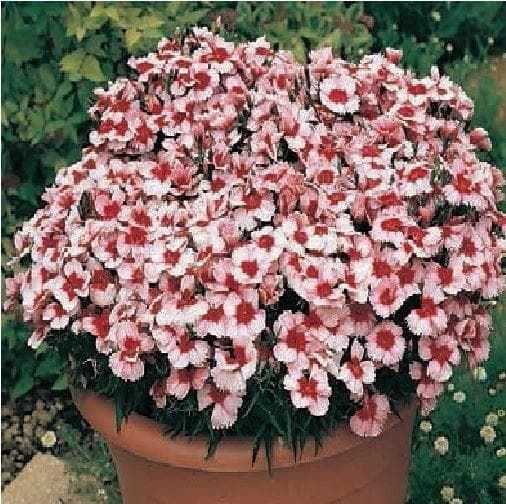 Dianthus Super Parfait Strawberry F1 Hybrid Seeds