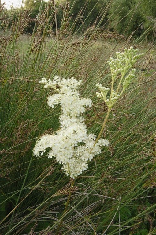 Wild Flower Meadowsweet Filipendula ulmaria Seeds