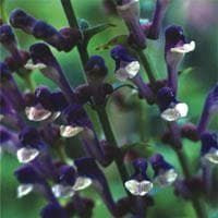 Scutellaria altissima Seeds