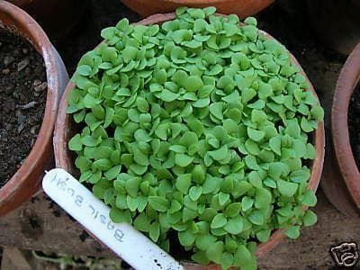 Basil Bush Seeds Ocimum