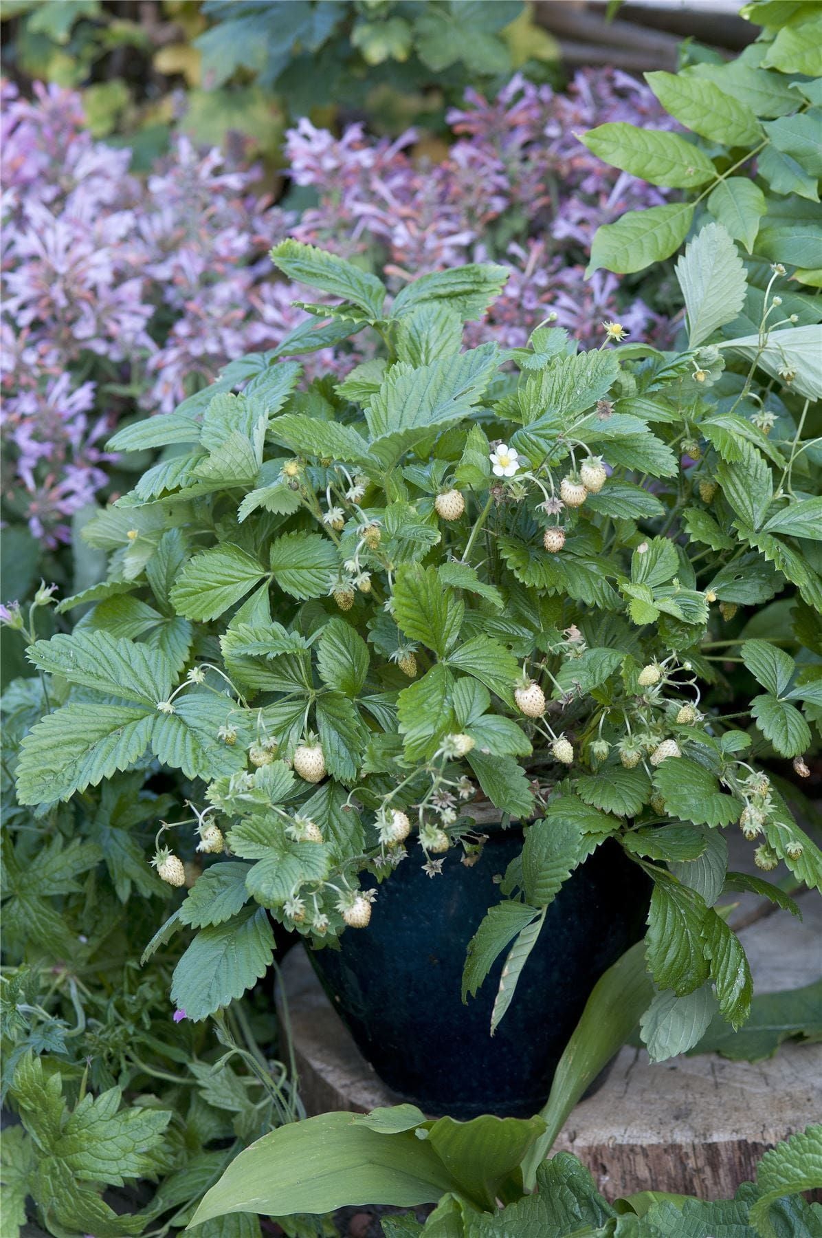 Strawberry Yellow Wonder Seeds