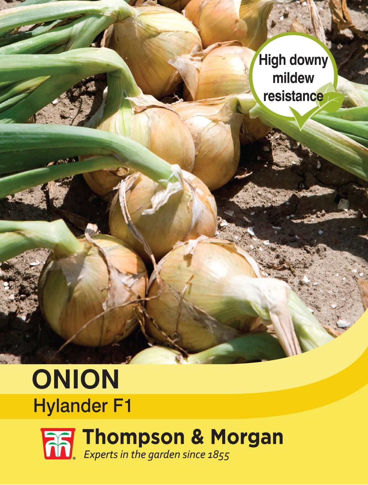 Thompson & Morgan - Vegetable - Onion - Hylander - 125 Seeds