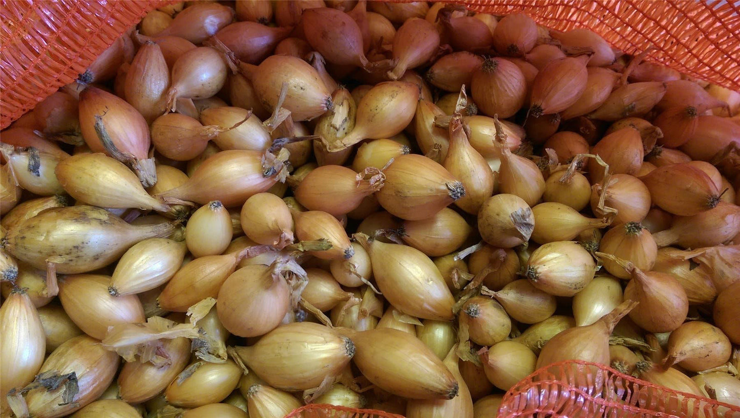 Onion Sets Hercules F1