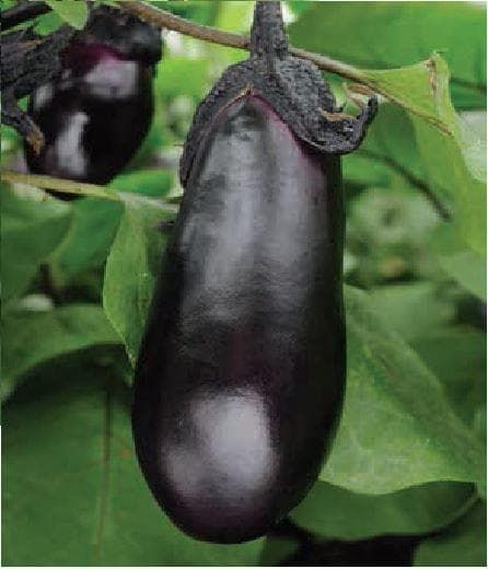 Aubergine Moneymaker F1 Hybrid Seeds