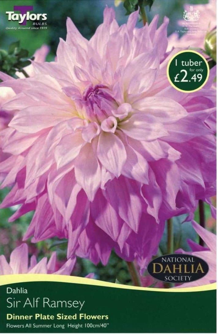 Taylors Dahlia - Dinner Plate Type - Sir Alf Ramsey - 1 Tuber