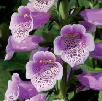 Foxglove Digitalis Dalmatian F1 Hybrid Rose Seeds