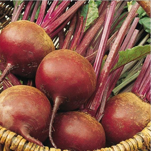Organic Beetroot Bolivar Seeds