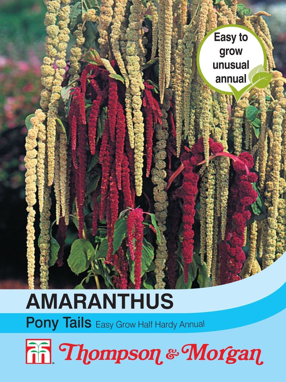 Thompson & Morgan Amaranthus Pony Tails 1000 Seed