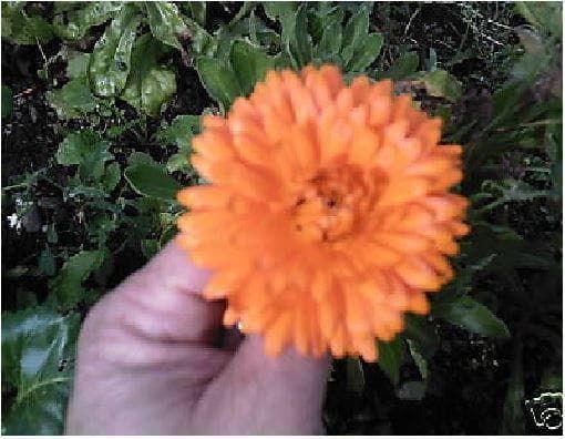 Calendula officinalis Pot Marigold Seeds