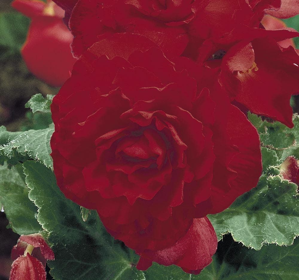 Begonia Nonstop Red F1 Hybrid Seeds