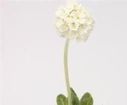 Primula denticulata White Seeds