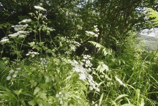 Wild Flower Rough Chervil Chaerophylllum temulum Seeds