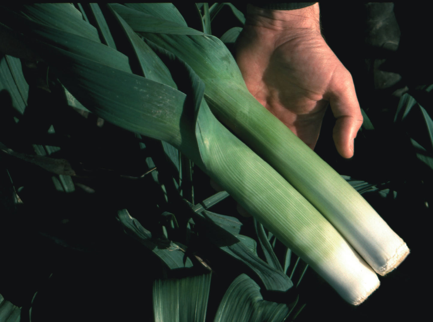 Leek Oarsman F1 Hybrid Seeds