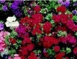 Phlox Extra Dwarf Beauty Mixed Seeds