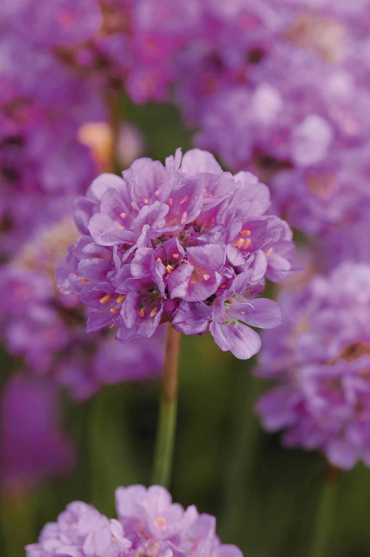 Armeria Ballerina Lilac Seeds