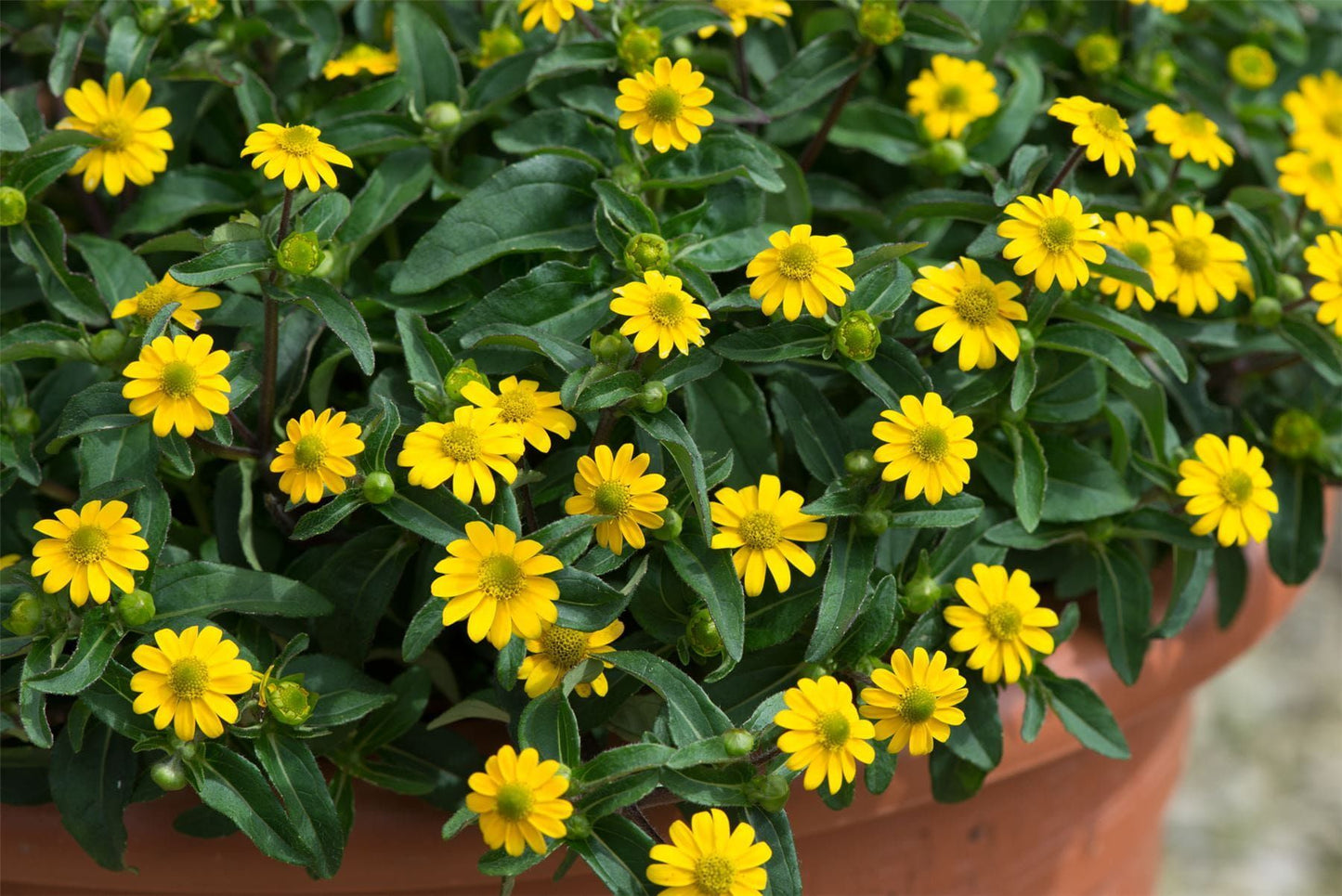 Sanvitalia Million Suns Seeds