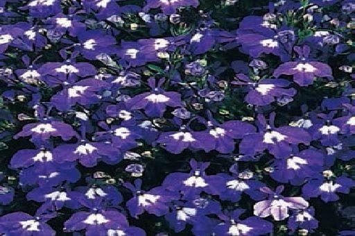 Lobelia Bedding Mrs Clibran Seeds