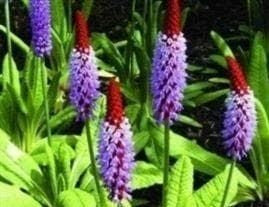 Primula vialii - Orchid Primrose Seeds