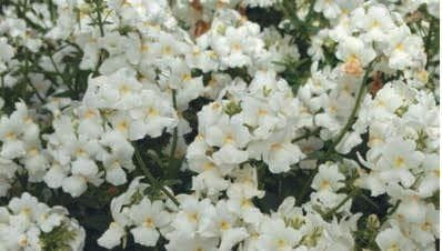 Nemesia Poetry White Seeds