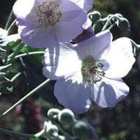 Abutilon Vitifolium Seed Chalk Blues Seeds