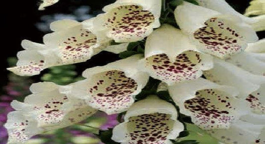 Foxglove Digitalis Dalmatian F1 Hybrid Cream Seeds