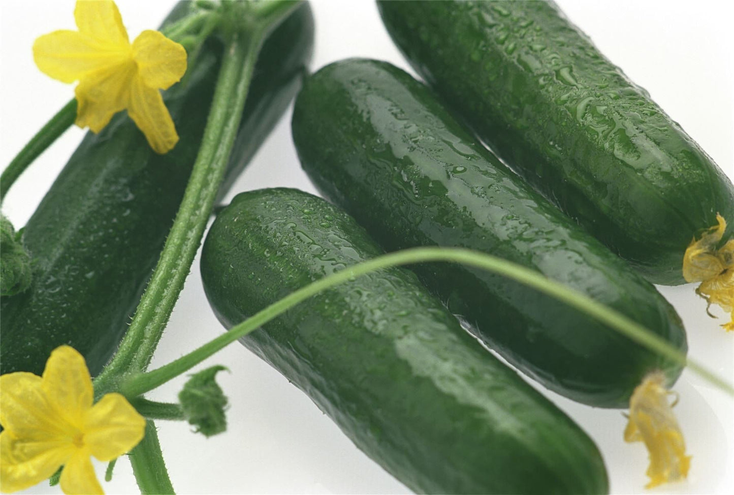Mini Cucumber Deltastar RZ F1 Hybrid (2203) Seeds