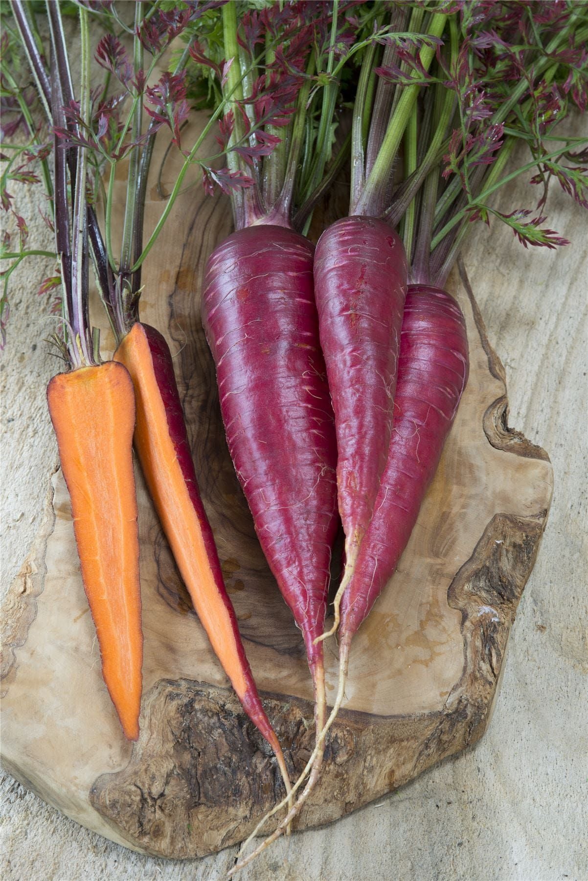 Carrot Purple Dragon Seeds