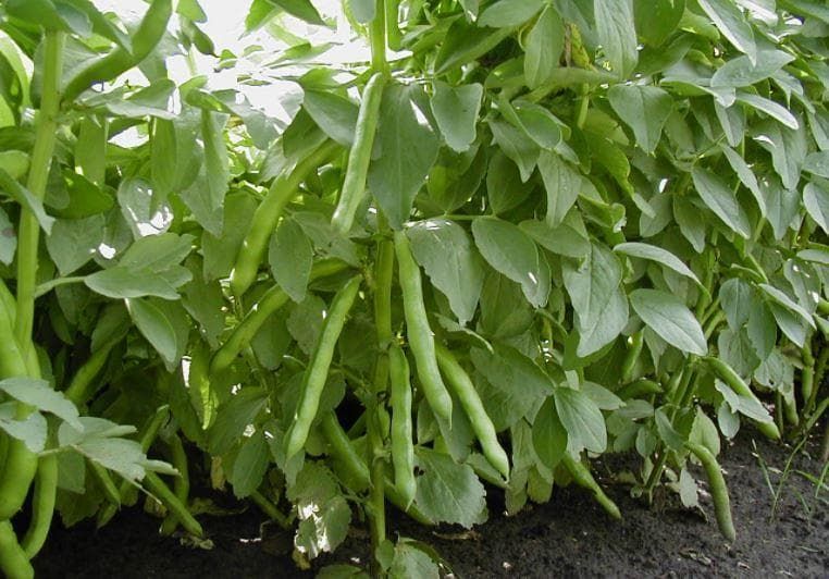 Organic Broad Bean Express Seeds
