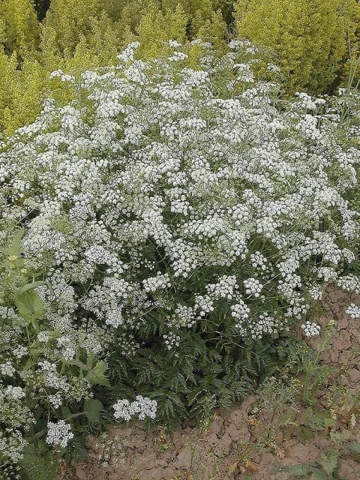Wild Flower Greater BurnetSaxifage Pimpinella saxifrage Seeds