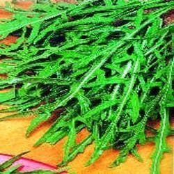 Salad Rocket Victoria Seeds