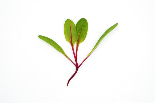 Microgreens Baby Leaves Swiss Chard Red Chard Seeds