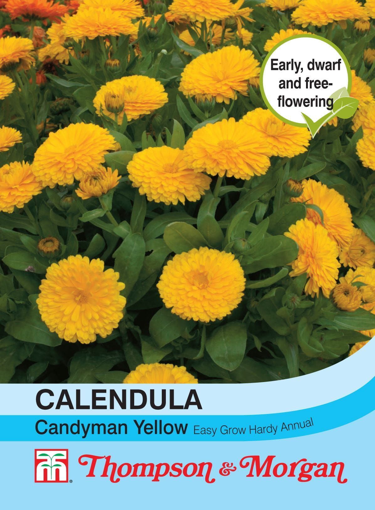 Thompson & Morgan Calendula Candyman Yellow 100 Seed